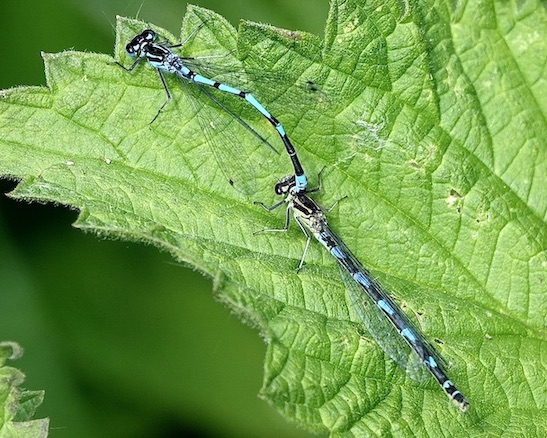 variable damselflies